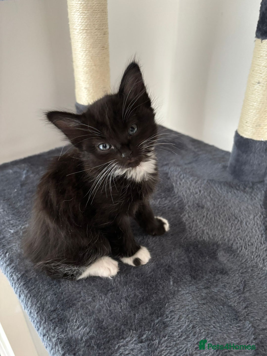 Bombay cats for sale: Last 2 remaining Kittens for sale  - Image 22