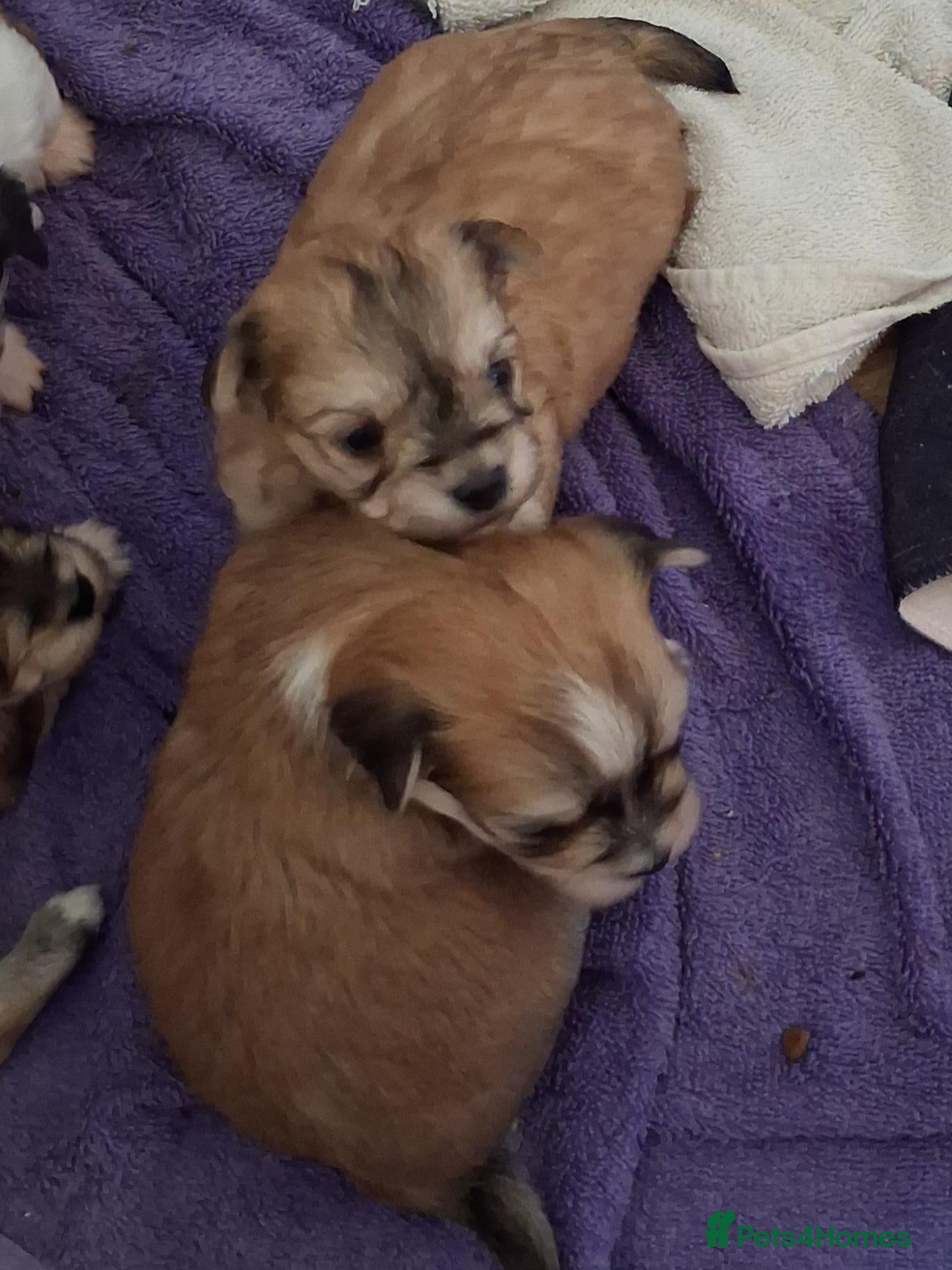 Morkie dogs Maltese x Yorkshire terrier  - Advert 2