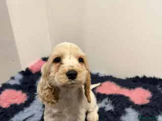 Cocker Spaniel dogs 4 Show Type Cocker Spaniel Puppy’s 🐶 - Advert 17
