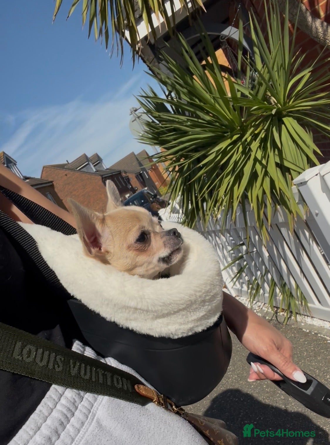 Chihuahua dogs Tiny Chihuahua Puppy - Advert 1