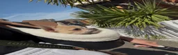 Chihuahua dogs for sale: Tiny Chihuahua Puppy in Grays - Advert 1