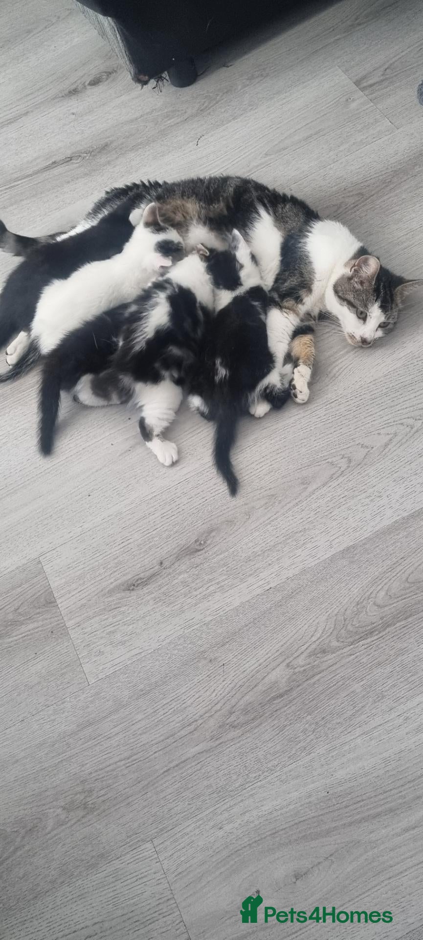 Mixed Breed cats 5 kittens  - Advert 2