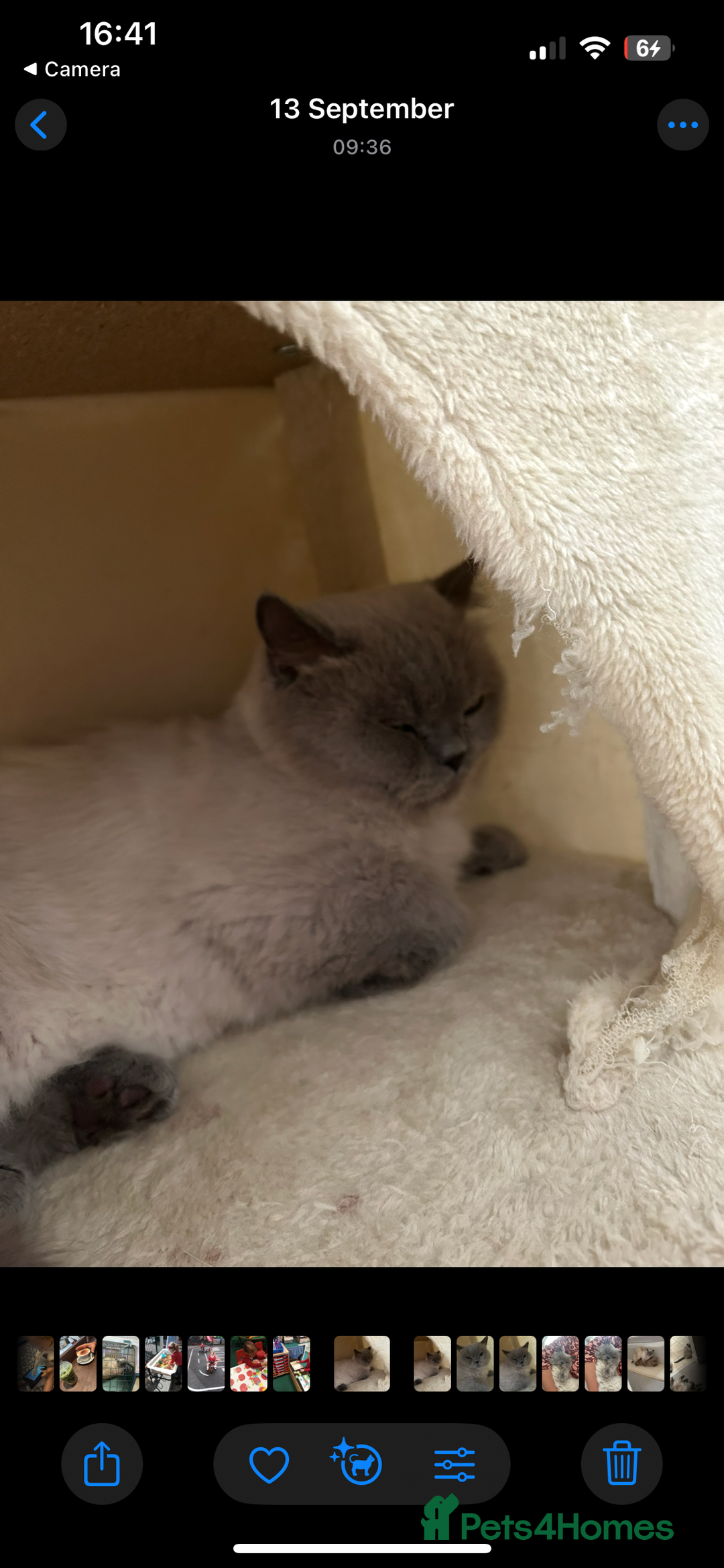 British Shorthair cats for sale: Beautiful British shorthair kittens - Advert 4