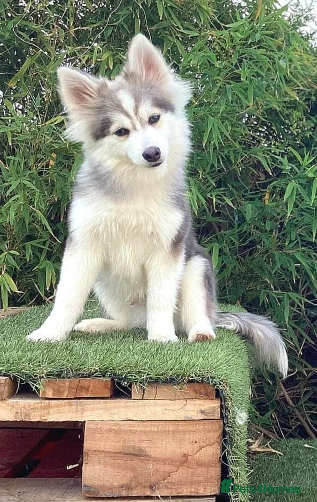 Pomsky dogs for sale: Pomsky Puppys For Sale - Advert 29