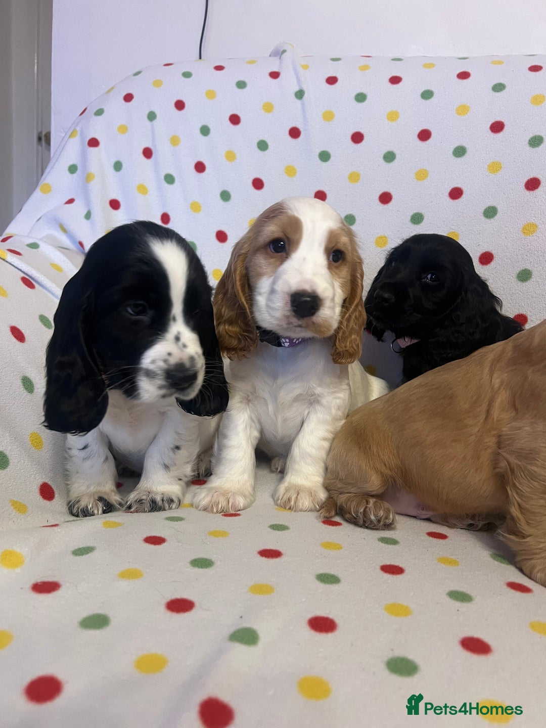 Cocker Spaniel dogs for sale: Show cocker spaniels  - Advert 2