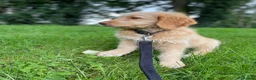 Goldendoodle dogs for sale: Beautiful 4-Year-Old Goldendoodle - Advert 11