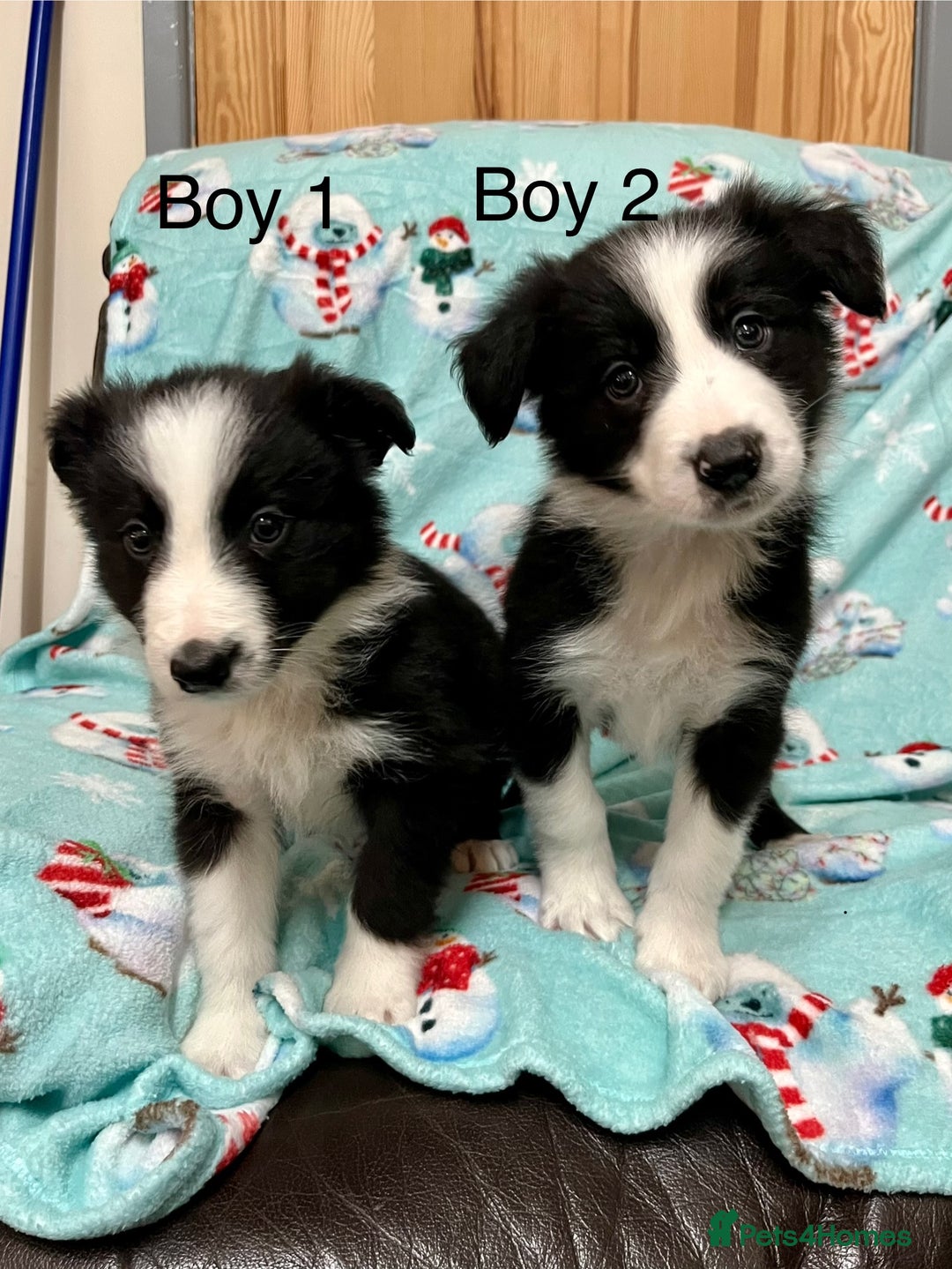 Border Collie dogs for sale: PEDIGREE ISDS & KC BORDER COLLIE PUPS - Image 14