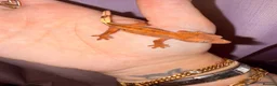 Gecko reptiles for sale: Crested Gecko Babies - Advert 26