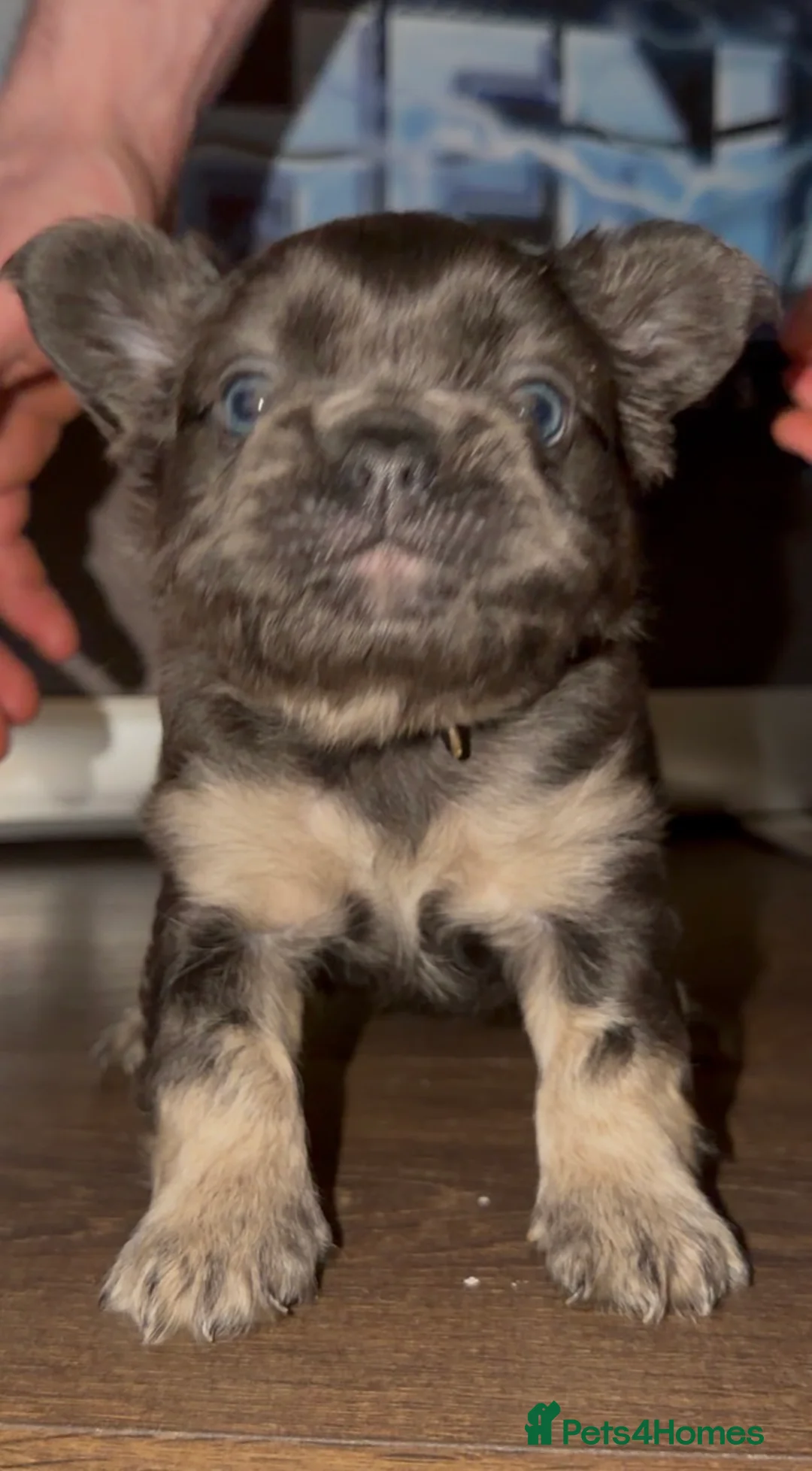 French Bulldog dogs for sale: Top quality fluffy Frenchbulldogs - Advert 17
