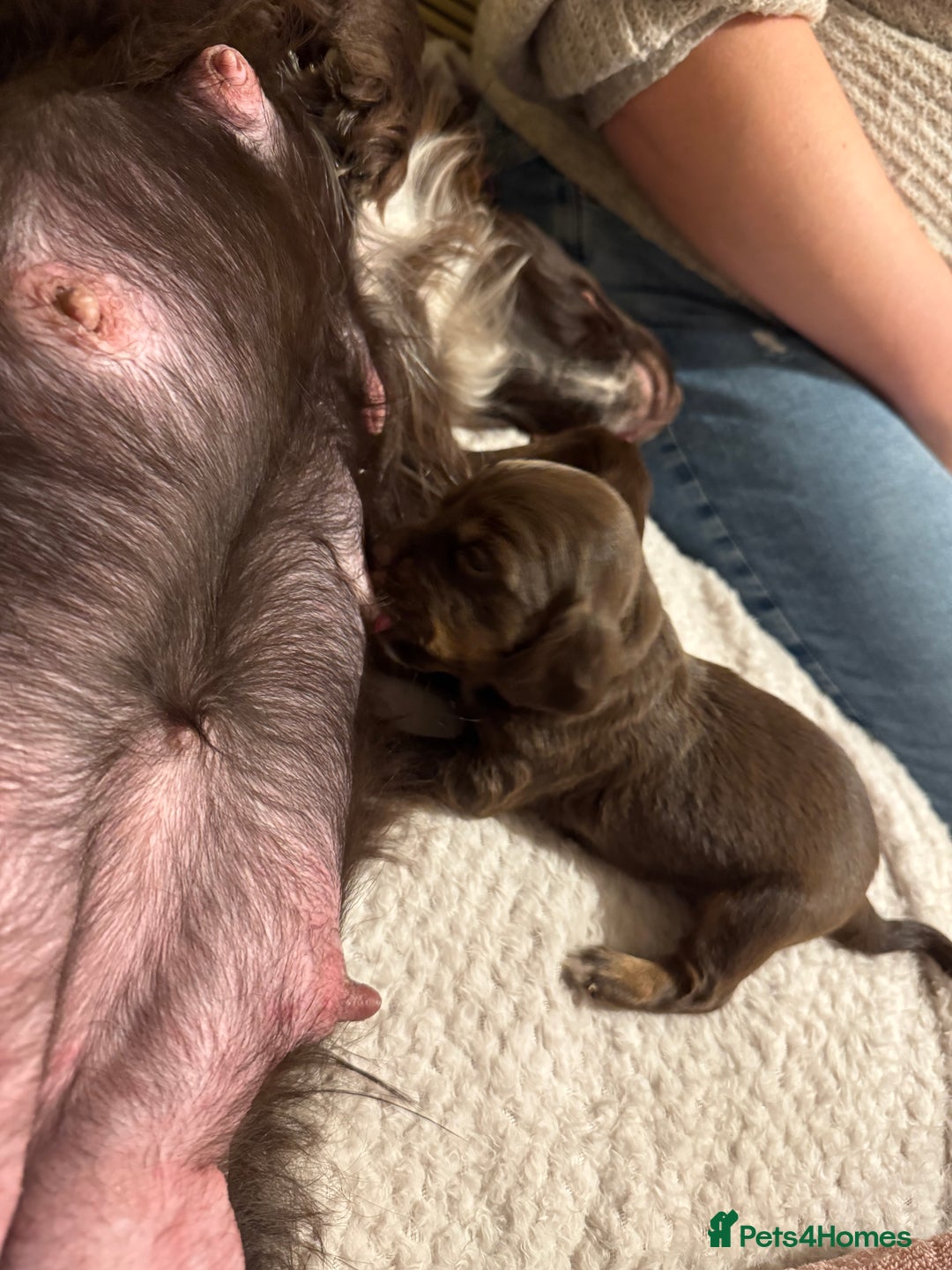 Cocker Spaniel dogs for sale: Loving Home Wanted for Beautiful Olive (WCS Puppy) - Image 6