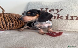 Miniature Dachshund dogs for sale: Miniature smooth dachshund puppies ready now - Image 7