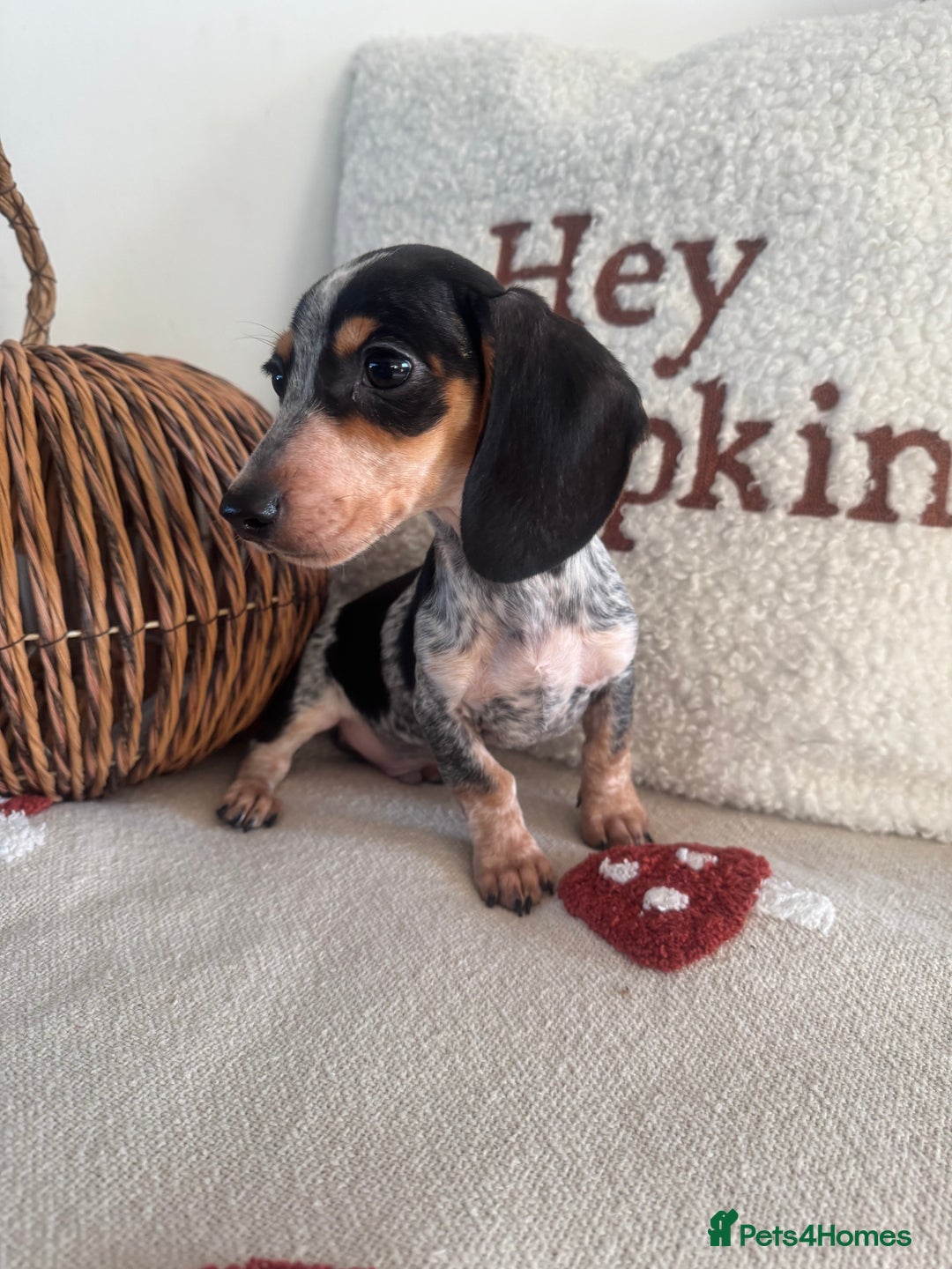 Miniature Dachshund dogs for sale: Miniature smooth dachshund puppies ready now - Image 7