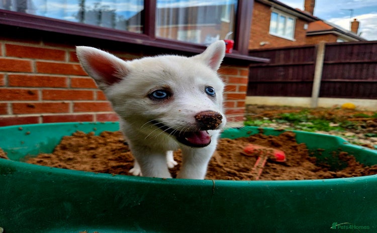 Pomsky dogs - Advert 1