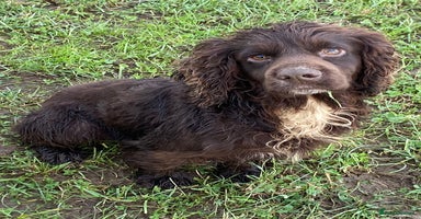 Cocker Spaniel dogs in Pickering - Advert 16