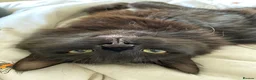Mixed Breed cats for sale: Very special cat looking for a rural home - Advert 7