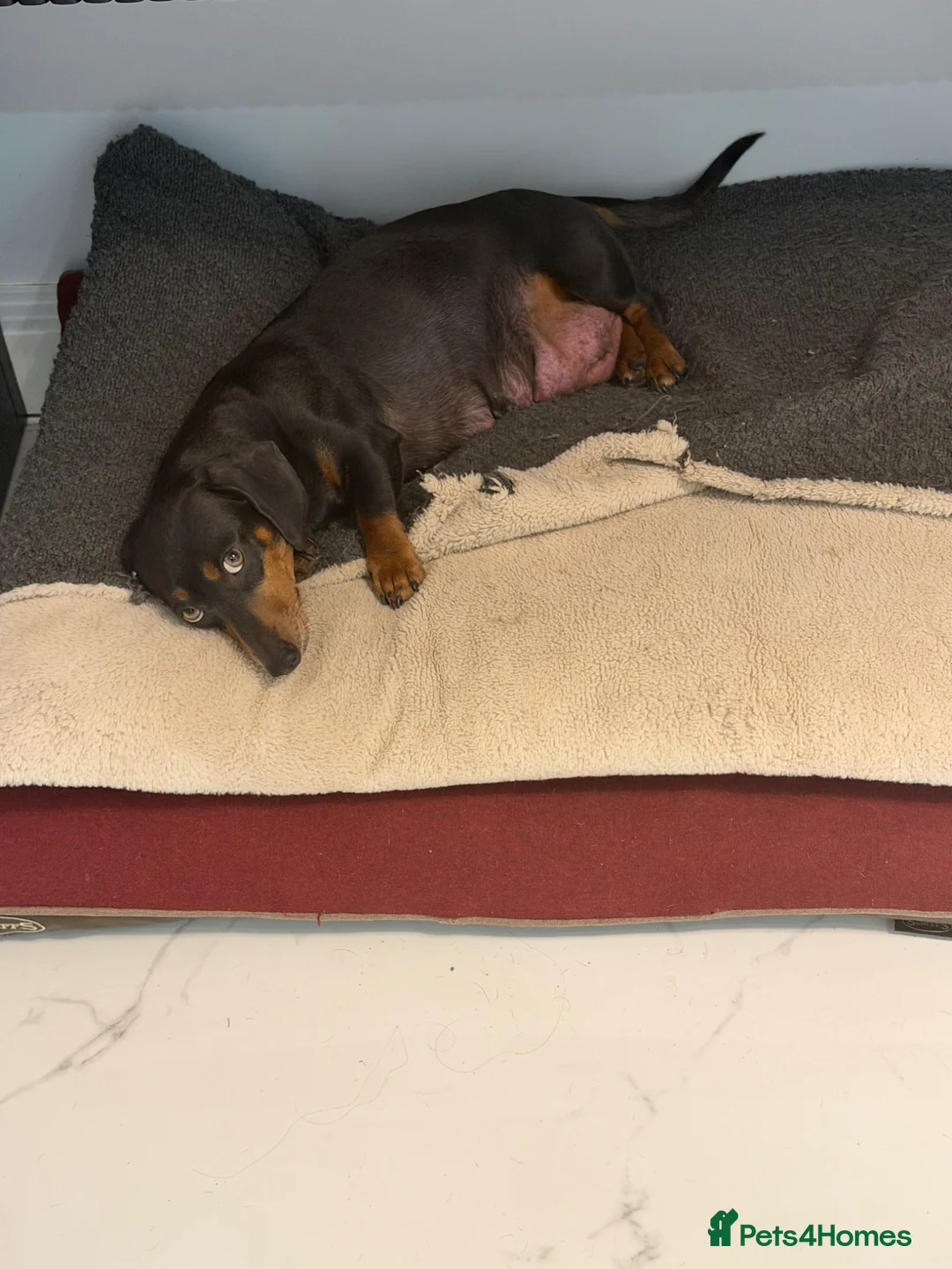 Miniature Dachshund dogs for sale: KC Miniature Dachshund Puppies  - Advert 1