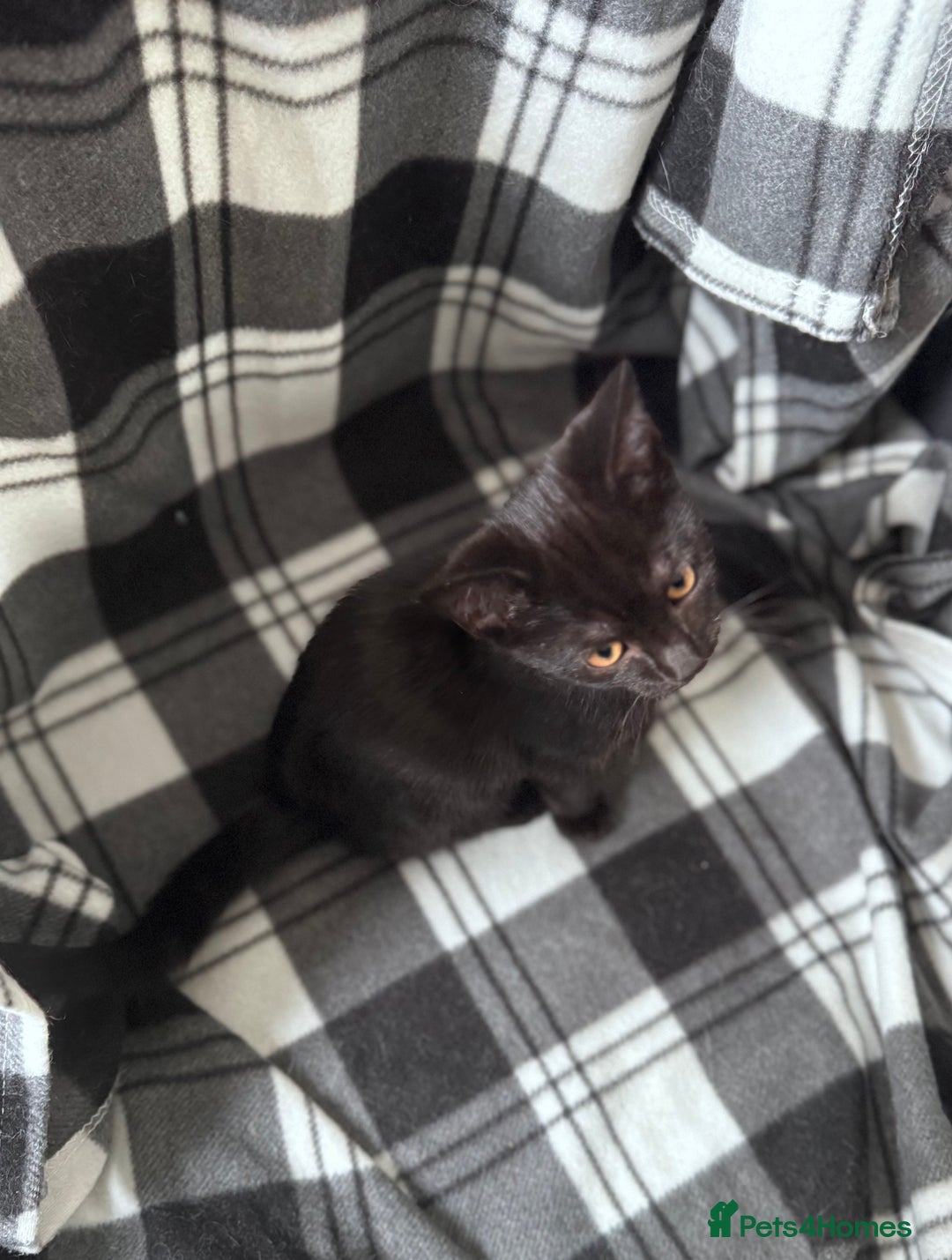 Mixed Breed cats for sale: 4 tabby kittens available  - Image 7