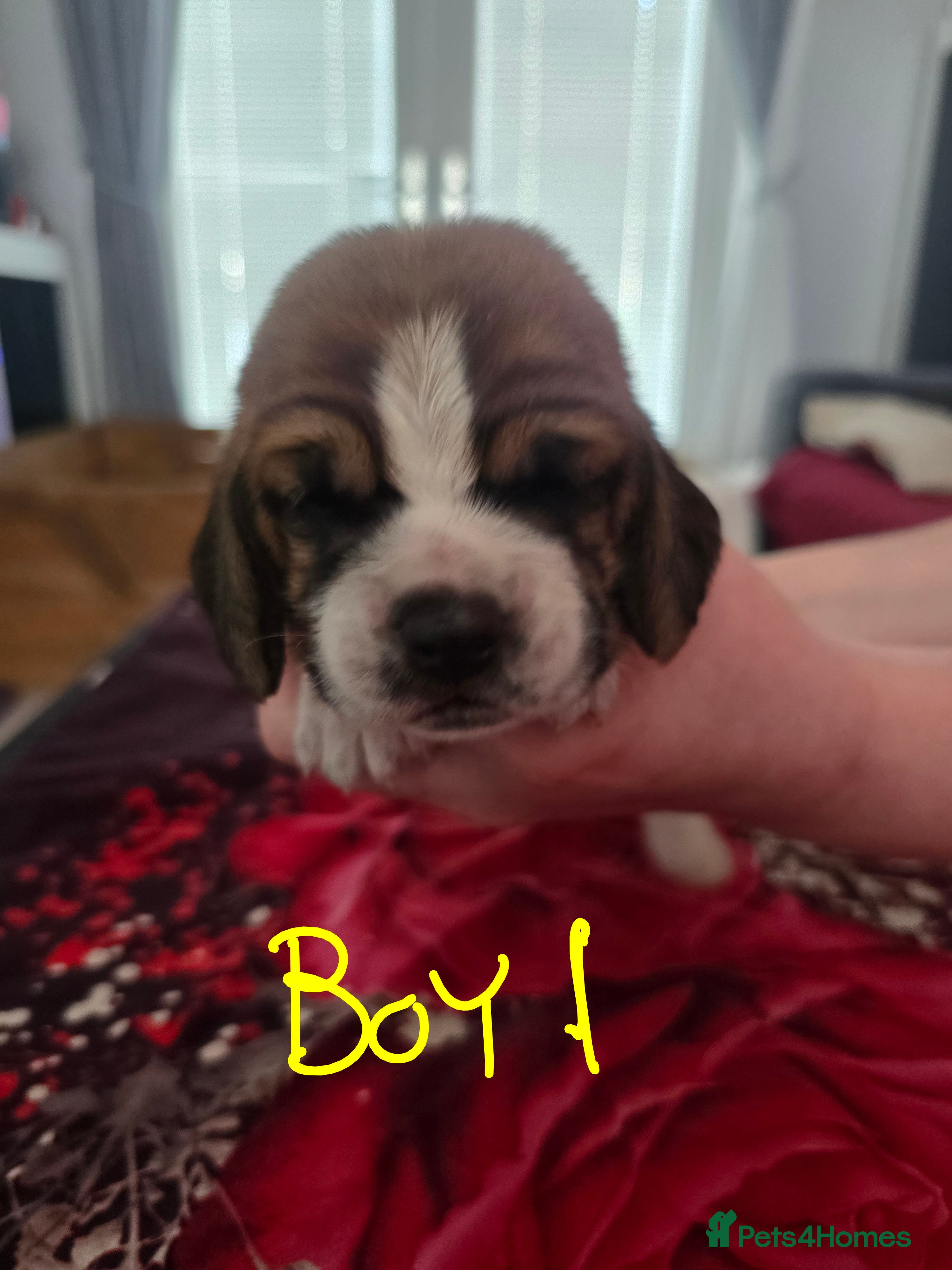 Basset Hound dogs Basset hound pups kc reg.(licensed breeder) - Advert 4