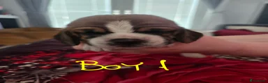 Basset Hound 1