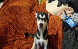 Siberian Husky dogs for sale: 2 Beautiful Husky Girls from loving family - Image 1