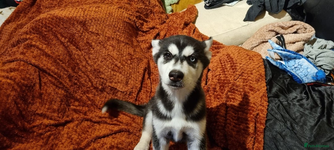 Siberian Husky dogs for sale: 2 Beautiful Husky Girls from loving family - Image 1