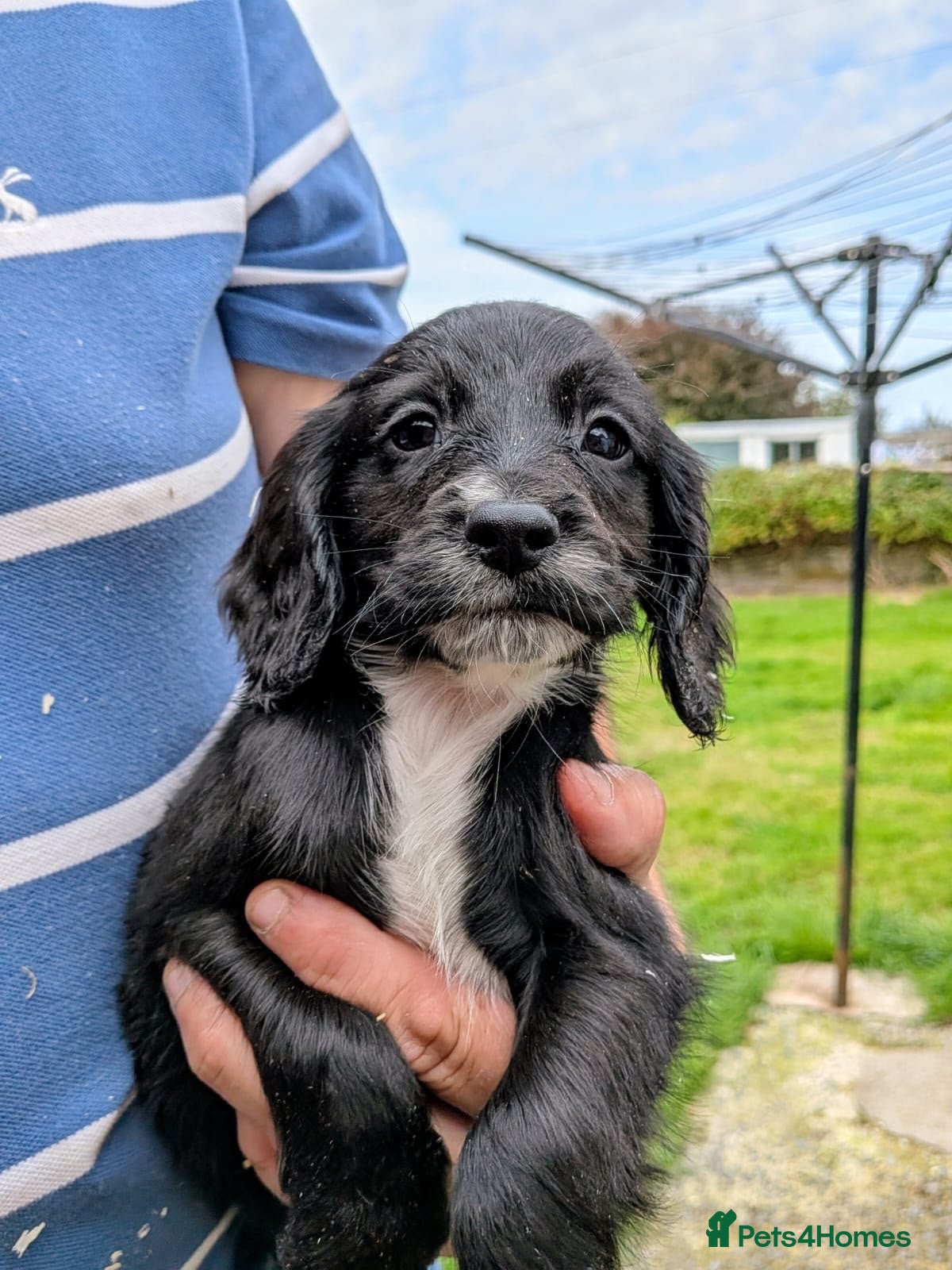 Sprocker dogs **1 Female Black Sprocker Pup** - Advert 7