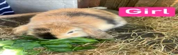 Mini Lion Lop rabbits for sale: Mini Lion Lop Babies & Mom  - Advert 2