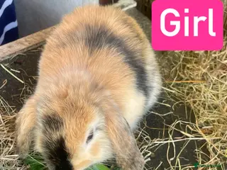 Mini Lion Lop rabbits Mini Lion Lop Babies & Mom - Advert 2
