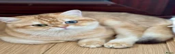 British Shorthair cats for sale: Golden odd eye BSH kitten - Advert 20