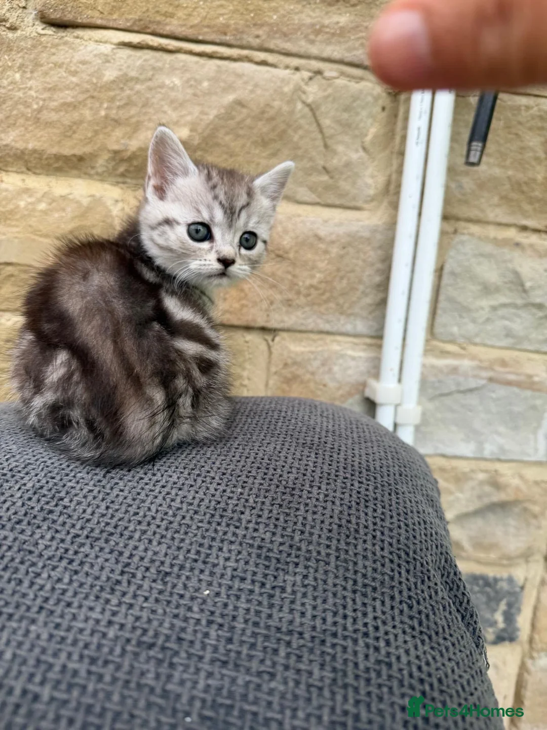 Mixed Breed cats for sale: Persian x kittens  in Bradford - Advert 13