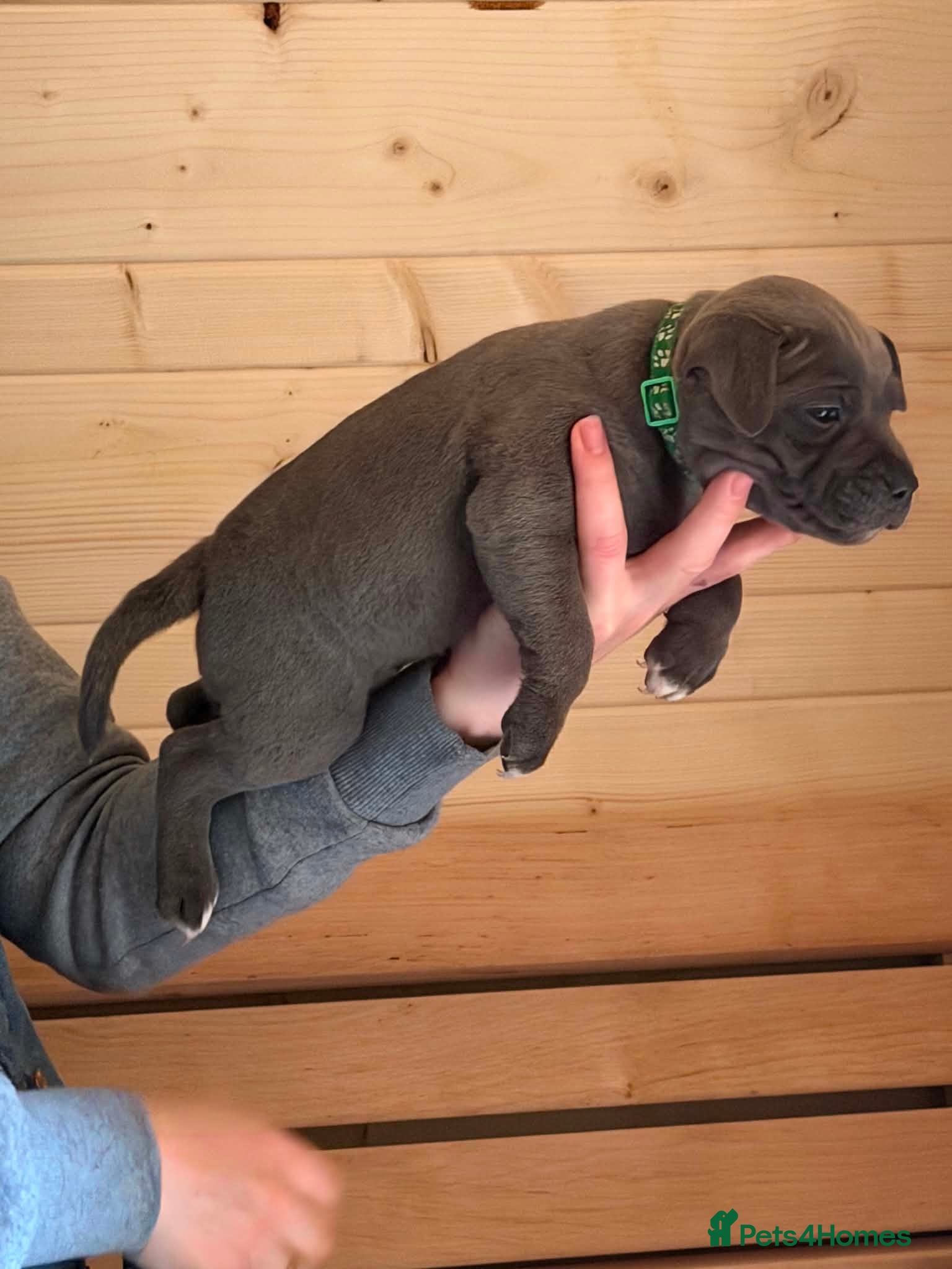 Staffordshire Bull Terrier dogs Adorable KC registered blue staffy puppies  - Advert 2