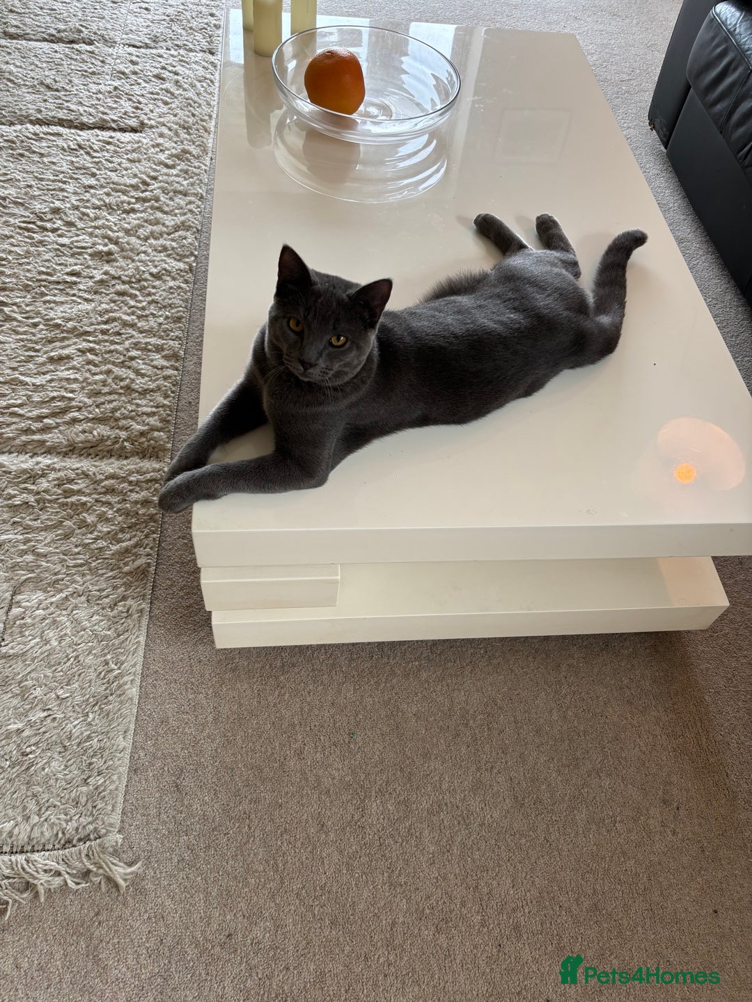 Chartreux cats for sale: Very beautiful Chartreux  - Image 2