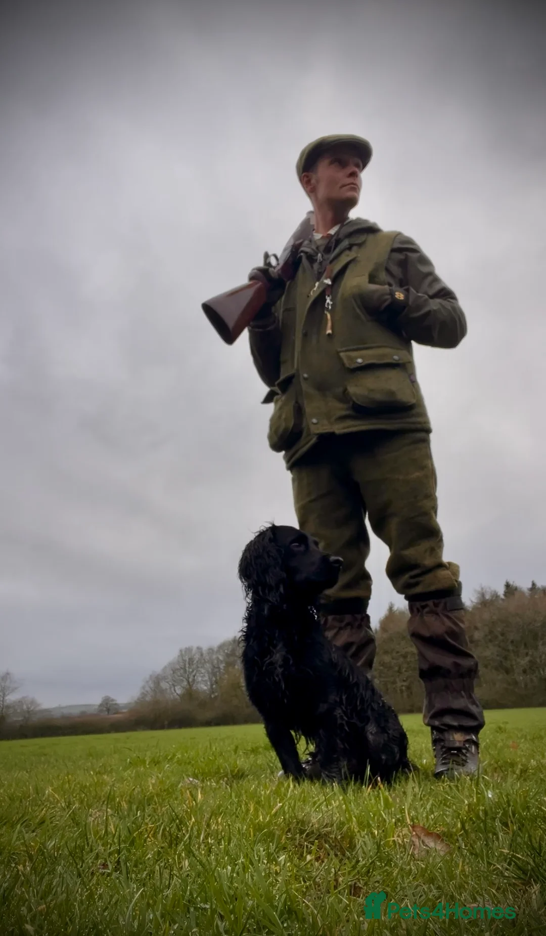 Sprocker dogs for stud: Sprocker Stud. Free in Knighton - Advert 6