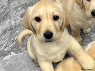 Labrador Retriever dogs First litter pedigree Labrador puppies - Advert 14
