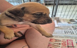 Mixed Breed dogs for sale: Lurcher x staff  in Sturminster Newton - Image 9