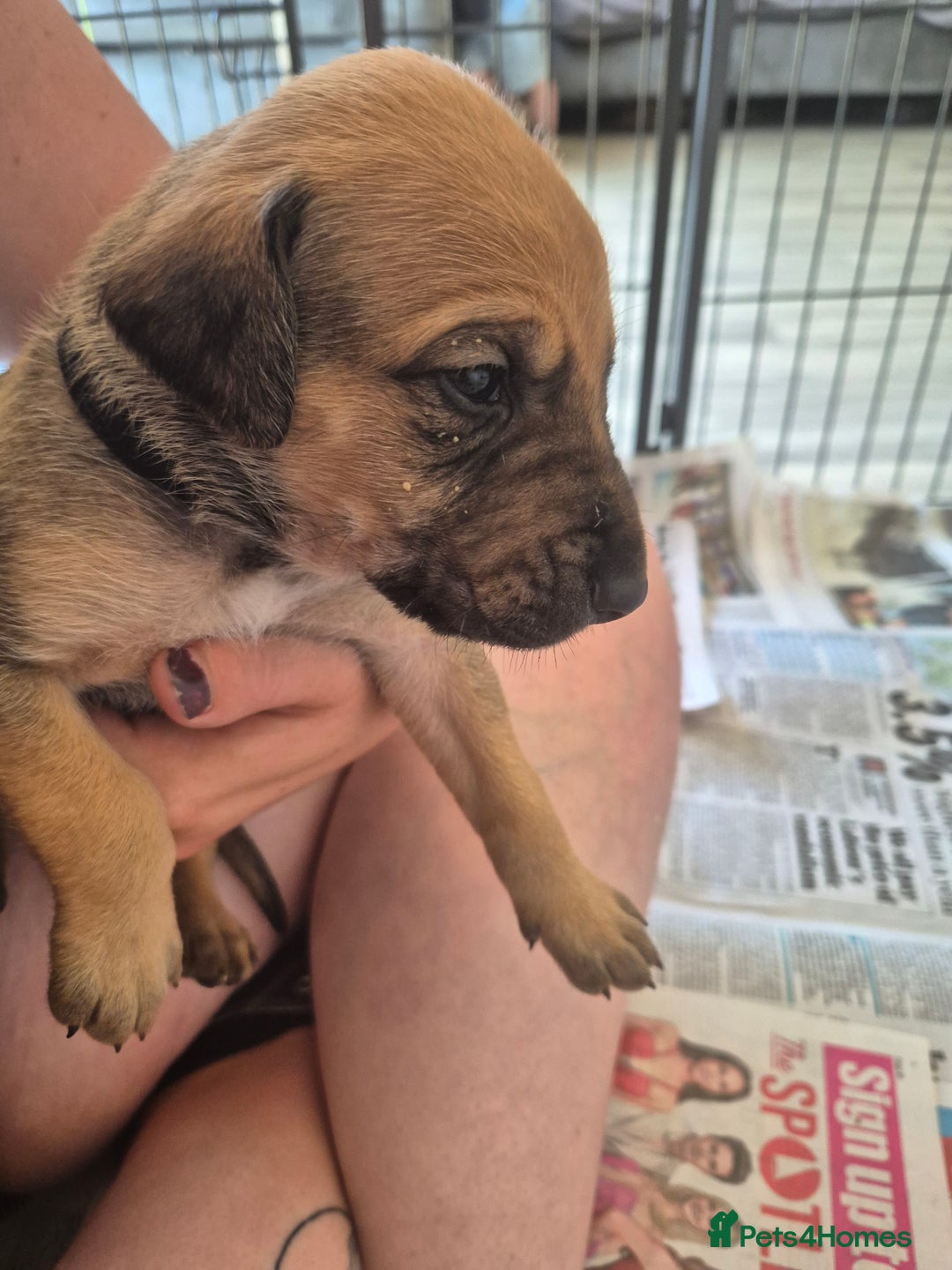 Mixed Breed dogs for sale: Lurcher x staff  in Sturminster Newton - Image 9