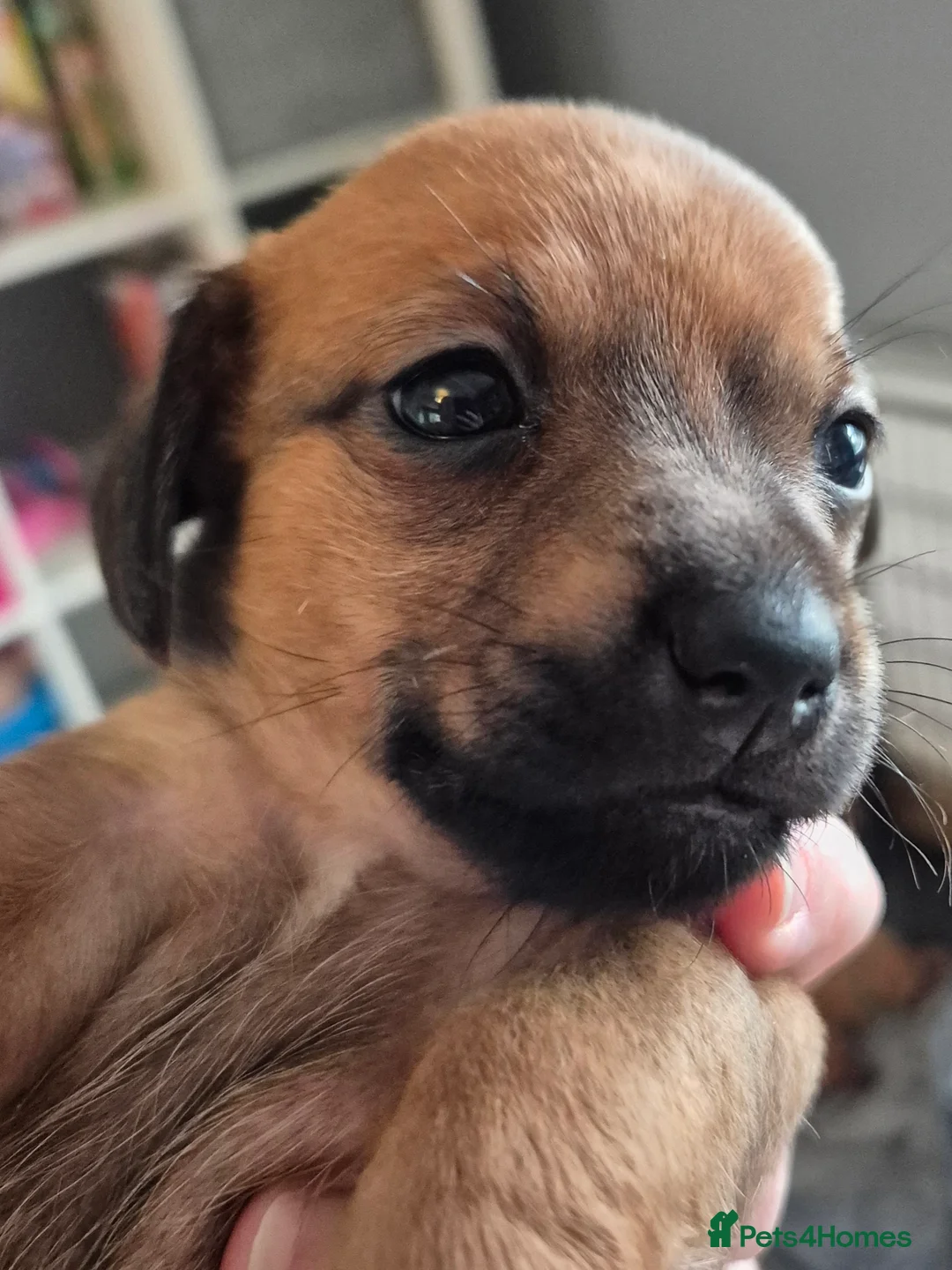 Chiweenie dogs for sale: 3 chiweenie puppies - Advert 3