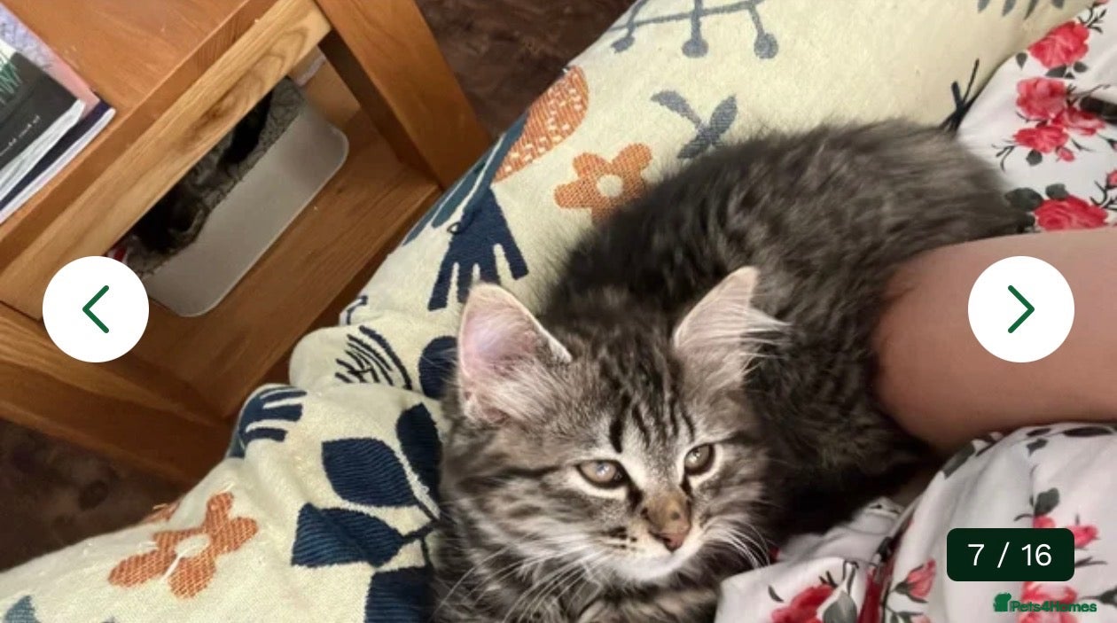 Siberian cats for sale: Siberian Beauty - Advert 1