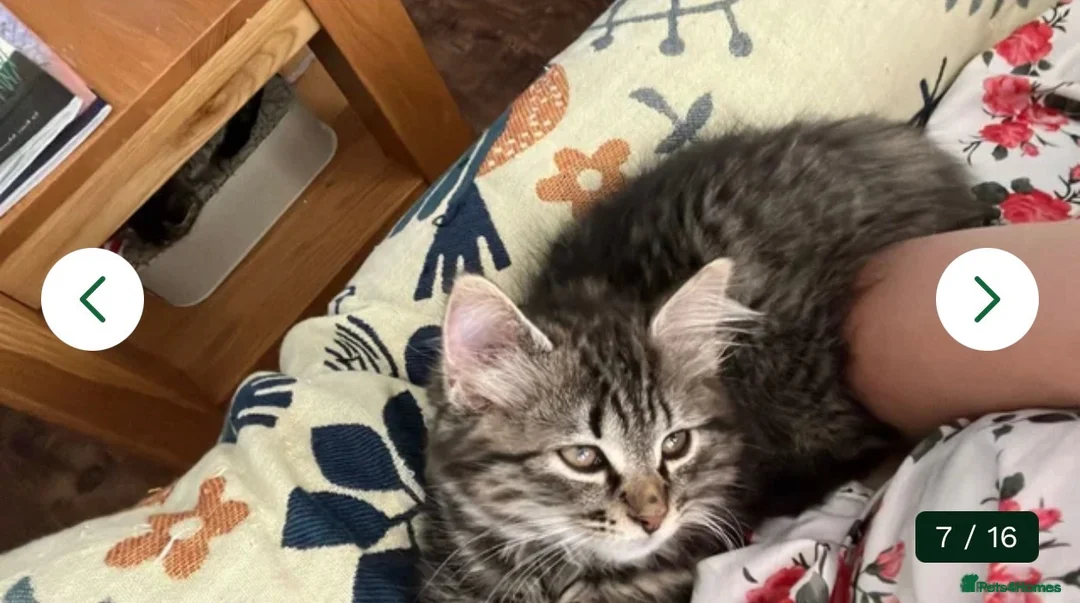Siberian cats for sale: Siberian Beauty - Advert 1