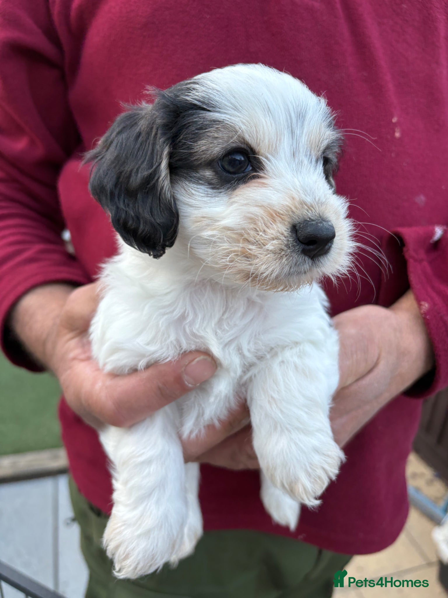 Mixed Breed dogs Cockapoo x Maltese  - Advert 13
