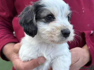 Mixed Breed dogs Cockapoo x Maltese - Advert 13