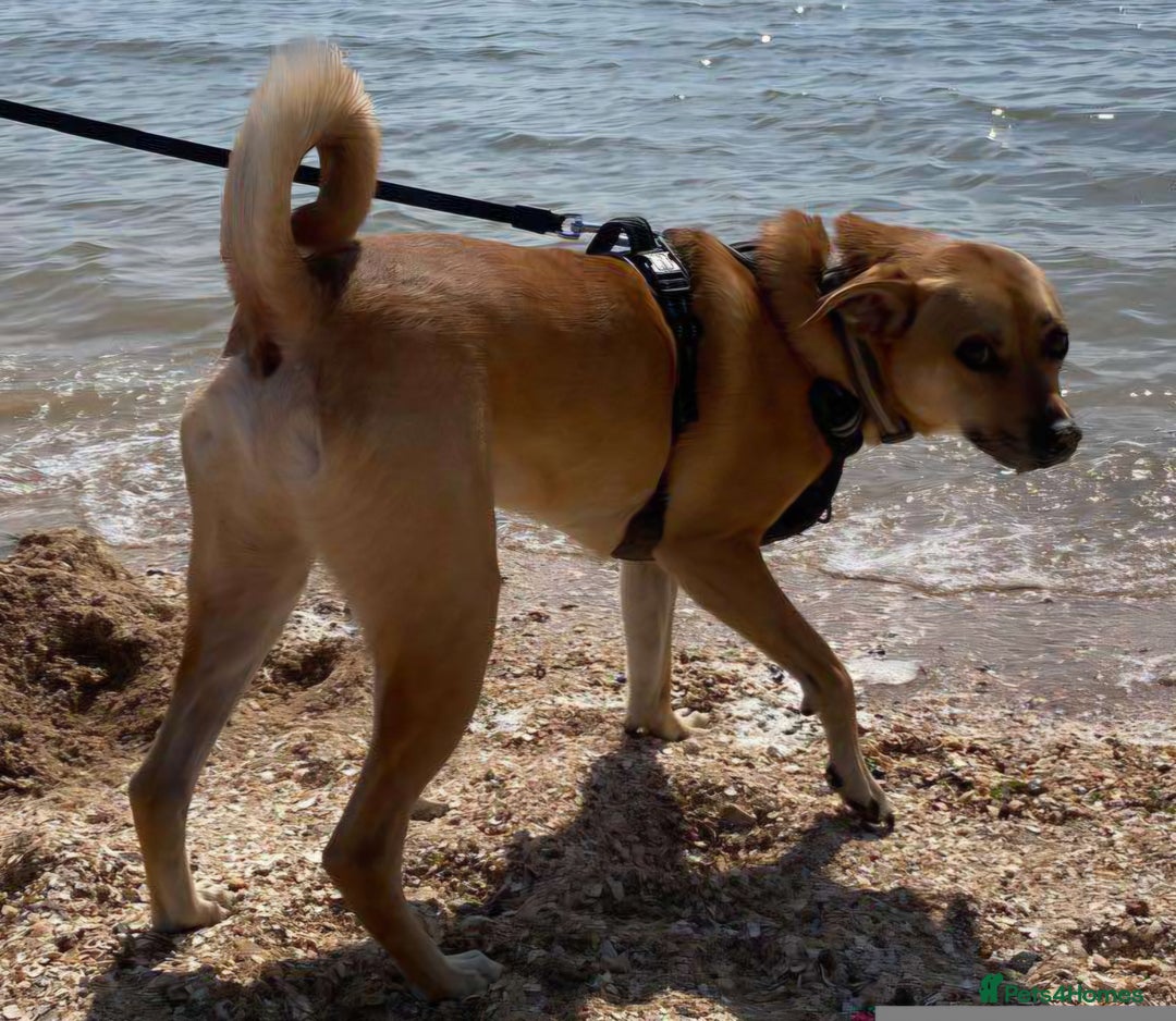 Mixed Breed dogs for adoption: Lovely Jack - Image 5