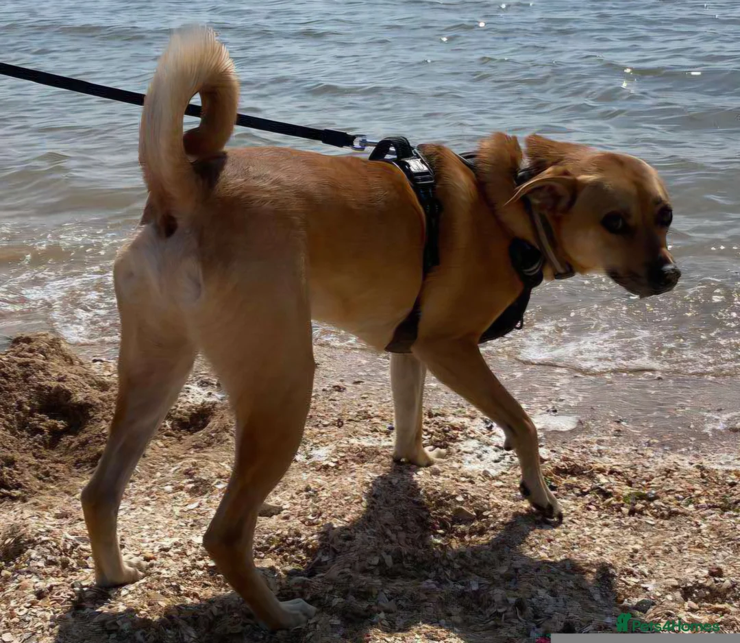 Mixed Breed dogs for adoption: Lovely Jack - Advert 5