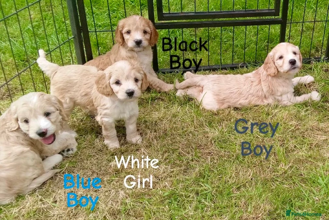 Cockapoo dogs for sale: ⭐️VERY RARE TOY Cockapoo Puppies⭐️🐶 - Image 27