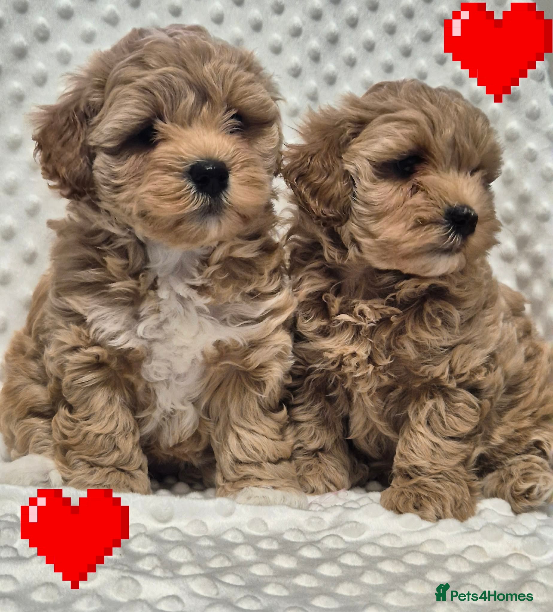 Maltipoo dogs Adorable very small maltipoo puppies 🐶❤️ - Advert 9