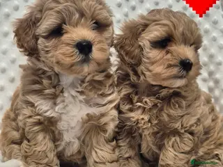 Maltipoo dogs Adorable very small maltipoo puppies 🐶❤️ - Advert 9