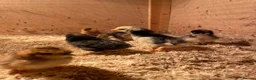 Chickens poultry for sale: HOME-FARM BRED MIXED BREED BABY CHICKS 🐣 - Advert 4