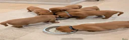 Labrador Retriever dogs for sale: KC Registered Fox Red Labrador Puppies in Cambridge - Advert 11
