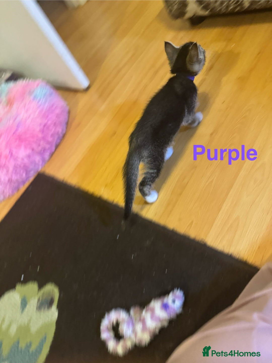 Domestic Shorthair cats for sale: Adorable Loving Kittens Looking for Forever Homes! - Advert 8