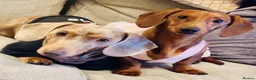Dachshund dogs for sale: Dachshund puppies  - Advert 1